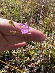 Calopogon barbatus