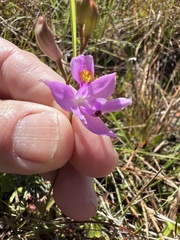 Calopogon barbatus