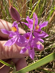 Calopogon barbatus