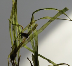 Vallisneria spiralis