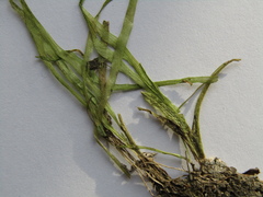 Vallisneria spiralis