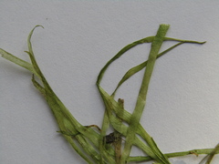 Vallisneria spiralis