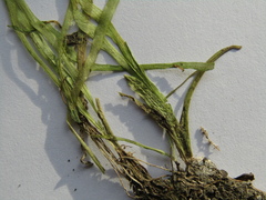 Vallisneria spiralis