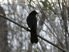Turdus merula
