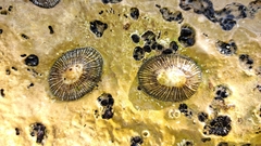 Siphonaria pectinata