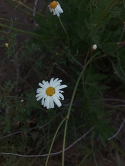 Argyranthemum frutescens