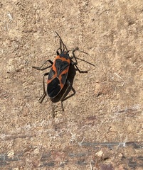 Lygaeus kalmii angustomarginatus