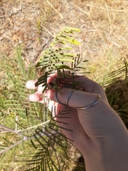 Calomela curtisi