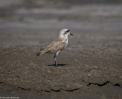 Charadrius alticola