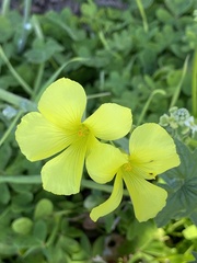 Oxalis pes-caprae