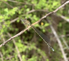 Pseudagrion sublacteum