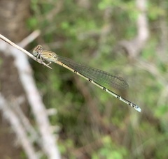 Pseudagrion sublacteum
