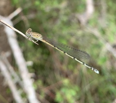 Pseudagrion sublacteum