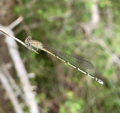 Pseudagrion sublacteum