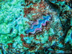 Tridacna crocea