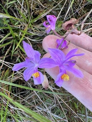 Calopogon barbatus