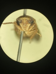 Ponana