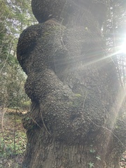 Arbutus menziesii