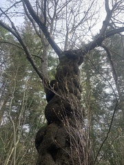 Arbutus menziesii