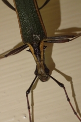 Pseudocalliprason marginatum