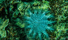 Acanthaster