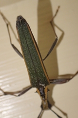Pseudocalliprason marginatum