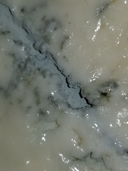Roquefortorum