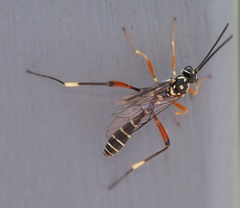 Xanthocryptus novozealandicus