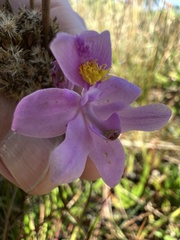 Calopogon barbatus