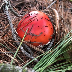 Russula cremoricolor