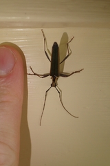 Pseudocalliprason marginatum