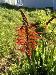 Chasmanthe floribunda