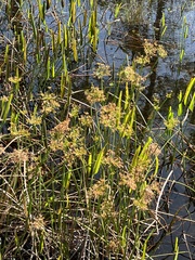 Cyperus prolifer