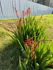 Chasmanthe floribunda