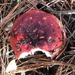 Russula cremoricolor
