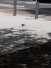 Streptopelia chinensis