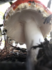 Russula cremoricolor