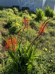 Chasmanthe floribunda