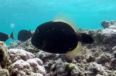 Cantherhines dumerilii