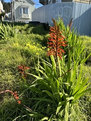 Chasmanthe floribunda
