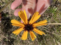Coreopsis floridana