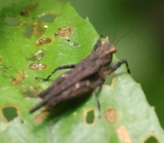 Tetrigidae