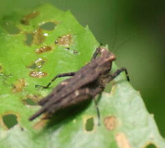 Tetrigidae