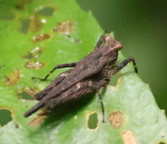 Tetrigidae