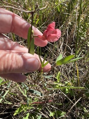 Macroptilium lathyroides