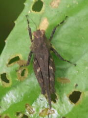 Tetrigidae