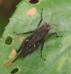 Tetrigidae
