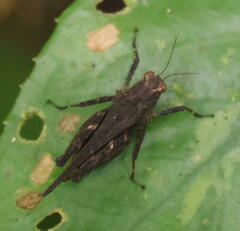 Tetrigidae