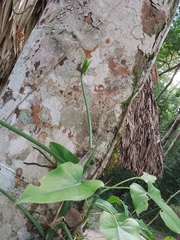 Anthurium pentaphyllum