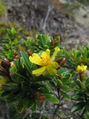 Hibbertia altigena